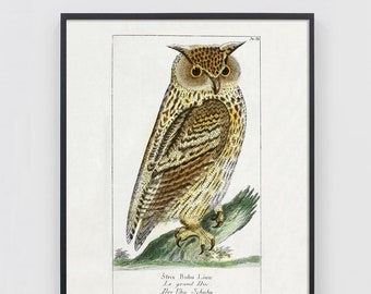 Puede incluir: Una ilustración vintage de un búho cornudo sentado en una rama. El búho es marrón y blanco con ojos amarillos. La ilustración se titula "Strix Bubo Linn. Le grand Duc. Der Uhu Schuba. The great Horn Owl."
