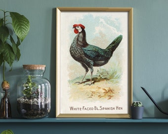 Vintage Hen Rooster Art, Vintage Chicken Art, Vintage Rooster Art, Kitchen Decor, Rustic Cabin Decor, Antique French, Food Decor