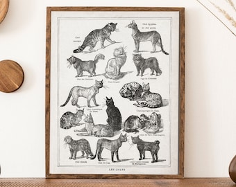 Antique French Cat Print Gift for Cat Lover with different cat species