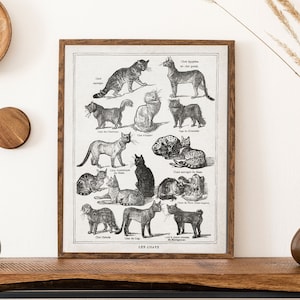 Antique French Cat Print Gift for Cat Lover with different cat species