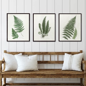 Botanical Print Set of 3, Fern Print Set, Set of Fern Prints, Fern Prints, antique fern print set, Set of 3 prints