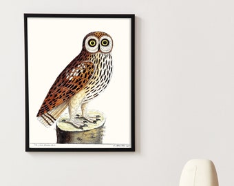 Great Brown Owl drawing, Antique Owl art print, Vintage bird art, woodland owl, vintage camp and cabin decor