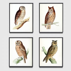 Woodland Owl print set of 4, Antique Owl art print, Vintage bird art, vintage camp and cabin decor, cottagecore farmhouse art