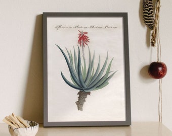 Succulent Print, Succulent Art, Desert Flower,  Desert Botanical Print, Aloe, Botanical Art, Cactus Art, Southwest Home Decor, Southwestern