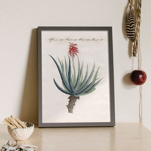 Succulent Print, Succulent Art, Desert Flower,  Desert Botanical Print, Aloe, Botanical Art, Cactus Art, Southwest Home Decor, Southwestern