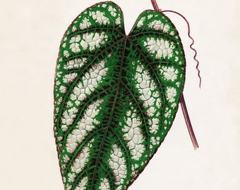 May include: A single green leaf with white and pink markings. The leaf is heart-shaped and has a prominent vein running down the center.