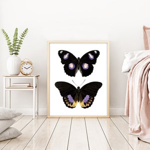 May include: A framed print featuring two black butterflies with purple and yellow accents. The butterflies are depicted against a white background.
