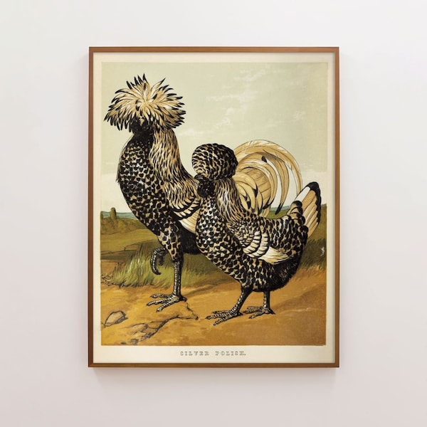 May include: A vintage illustration of two black and white chickens with a brown and yellow background. The illustration is titled "Silver Polish".