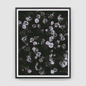May include: A black and white photograph of a bouquet of roses. The roses are arranged in a dense cluster, with their petals overlapping. The image is in a black frame.