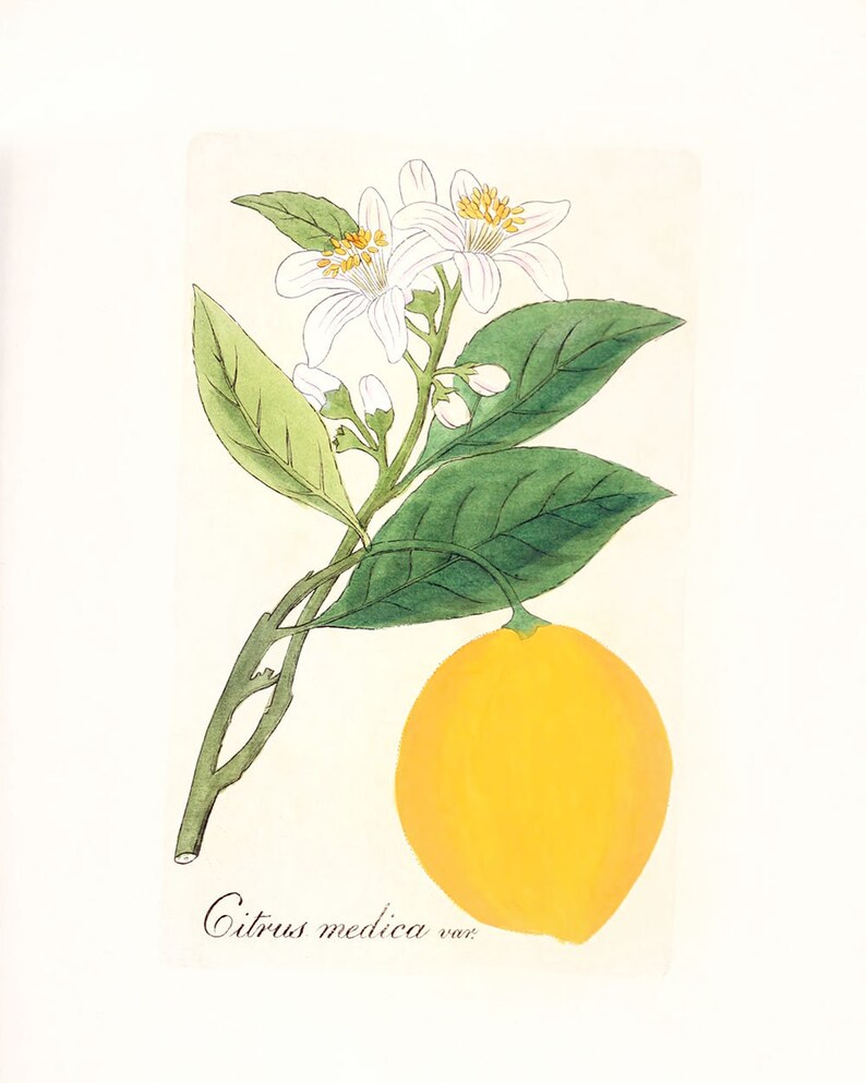 Kitchen Art Lemon Kitchen Decor Retro Kitchen Art Citrus Etsy