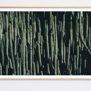 Large Modern Cactus Print Photograph for Loft or Modern home decor, Succulent Photograph image 1