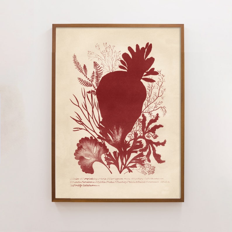 Antique Seaweed Print, Vintage Victorian Seaweed in Dark Red, Coastal Home Decor for Beach house image 1