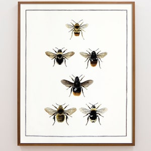 Bee Print, Bee Wall Art, English Cottage Decor, Cottagecore decor, Bumblebee, Vintage entomology, Victorian Insect Art, Farmhouse kitchen image 1