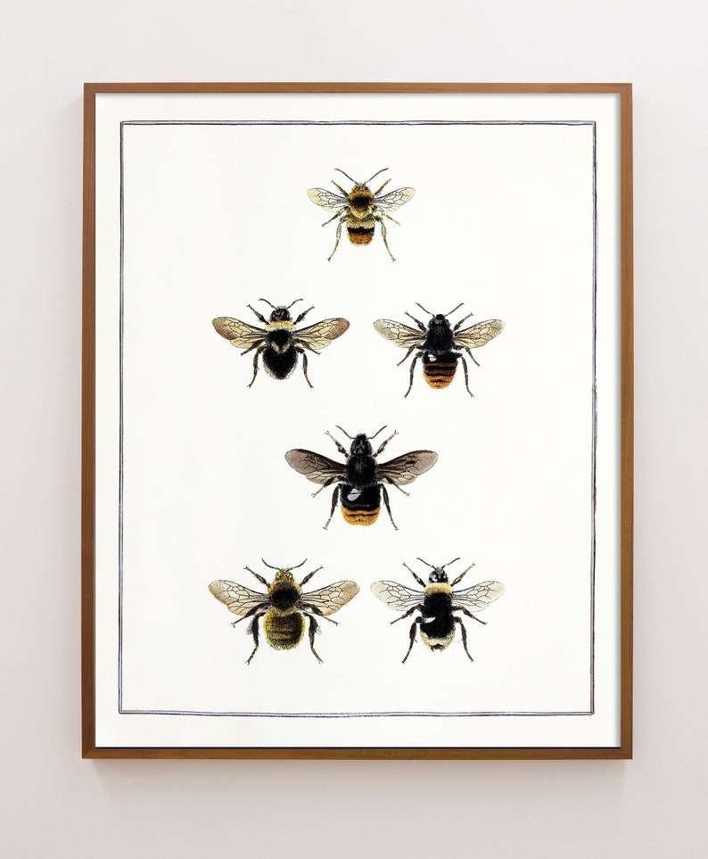 Bee Print, Bee Wall Art, English Cottage Decor, Cottagecore decor, Bumblebee, Vintage entomology, Victorian Insect Art, Farmhouse kitchen image 1