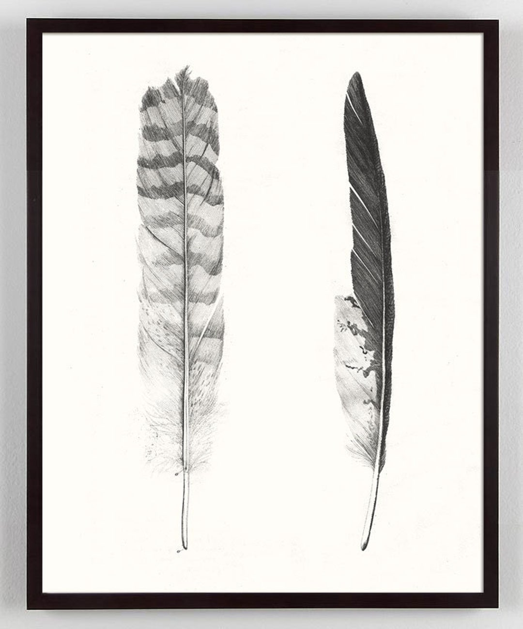 Feathers Art, Antique Feathers, Feather Art Print, Vintage Black and White Feathers Print