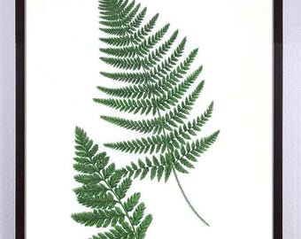 Antique 19th Century Fern Botanical Print, Rare Victorian Specimen Art, Cottagecore Wall Decor
