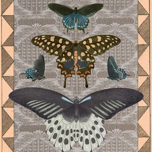 Antique Butterfly Collage Print, Victorian Natural History Art with Patterns, Cottage Wall Decor image 2