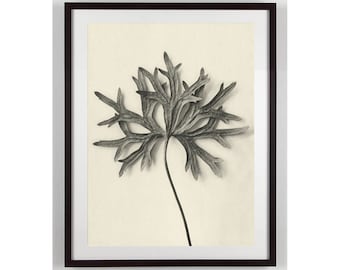 Karl Blossfeldt Botanical Print Minimal Black and white Sepia Plant Specimen Art Naturaleza Fotografía Formas de arte en la naturaleza Decoración de pared moderna