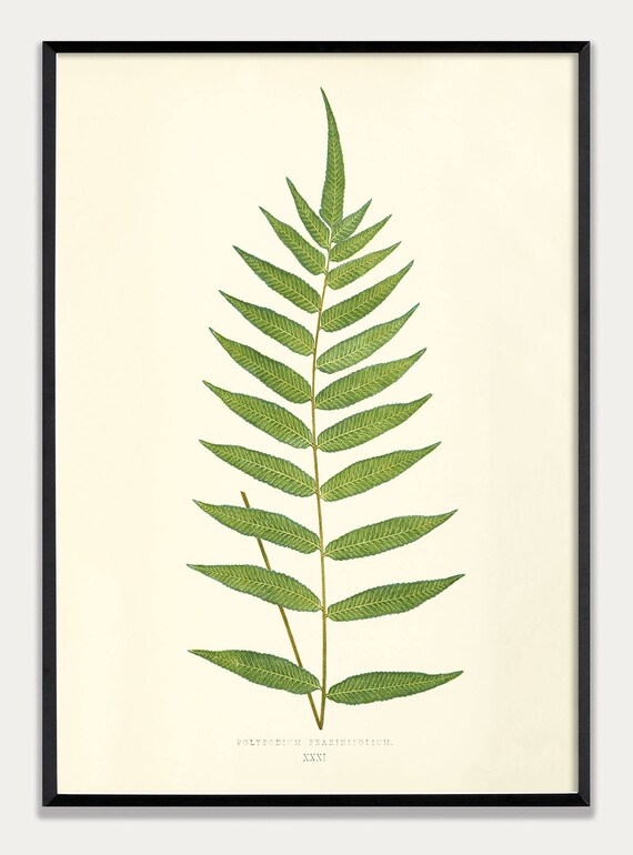 Fern Wall Art Fern Botanical Art Fern Print Fern Etsy
