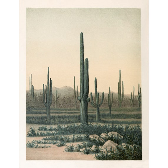 Sonoran Wste Kaktus Druck mit Saguaro, Tucson Kaktus Poster, Kaktus  Wandkunst, Sukkulenten Druck, Kaktus Blumen Druck, Antiker Kaktus Druck -  Etsy.de