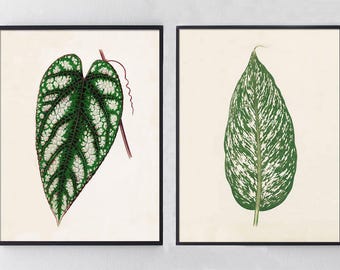Antique Green Botanical Leaf Print Set, Vintage Specimen Art, Cottagecore Gallery Wall Decor