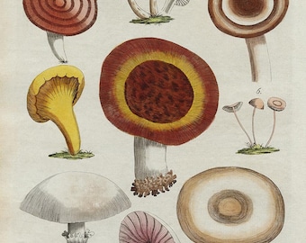 Impression de champignon, champignon victorien antique, art de la cuisine, art gourmand, ferme, art terreux, art antique, décor de champignon, champignon vintage