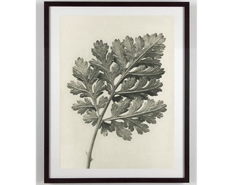 Karl Blossfeldt Botanical Print Minimal Black and white Sepia Plant Art Vintage Nature Photography Art Forms in Nature Modern Wall Decor