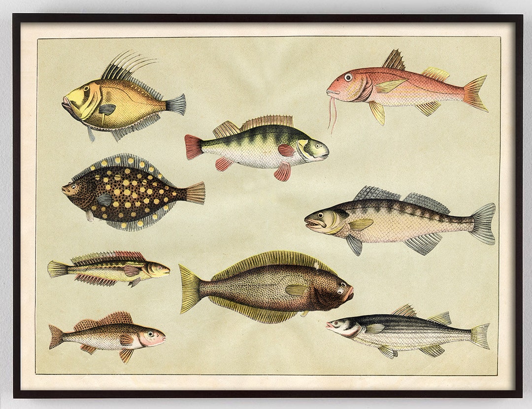 フランスアンティーク　フェーブ　動物、魚柄　7個セット フランスアンティークフェーブ動物、魚柄7個セット