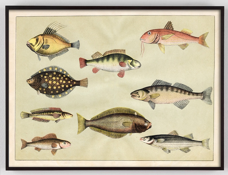 May include: A vintage illustration of nine different types of fish. The fish are depicted in a realistic style with detailed markings and colors. The illustration is set against a light beige background.