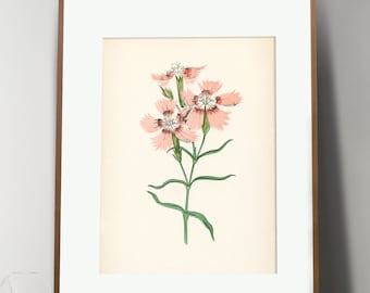 Pink Botanical Art, Pink Victorian Flower, Victorian Botanical, Gift for mom, Floral Cottagecore Home Decor, Vintage Flower Art