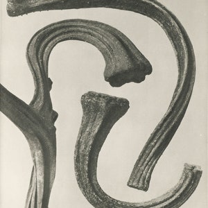 Set of 9 botanical prints by Karl Blossfeldt image 5