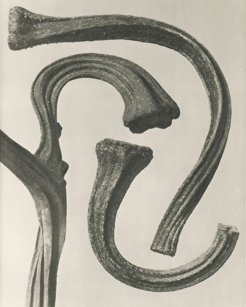 Set of 9 botanical prints by Karl Blossfeldt image 5