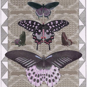 Antique Butterfly Collage Print, Victorian Natural History Art with Patterns, Cottage Wall Decor image 4