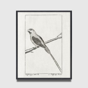 Black and White Bird Art, Black and White Bird Print, Antique Bird Print, Bird Art, Audubon Art, Gift for Bird Lover, Black and White Art