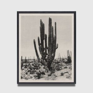 Vintage Cactus Print, Cactus Poster, Cactus Wall Art, Succulent Print, Southwest Decor, Minimal Cactus, Desert Decor, California Decor