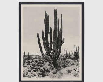 Vintage Cactus Print, Cactus Poster, Cactus Wall Art, Succulent Print, Southwest Decor, Minimal Cactus, Desert Decor, California Decor