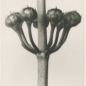 Set of 9 botanical prints by Karl Blossfeldt image 6