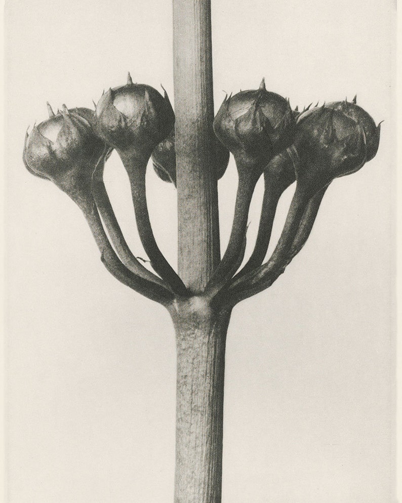 Set of 9 botanical prints by Karl Blossfeldt image 6