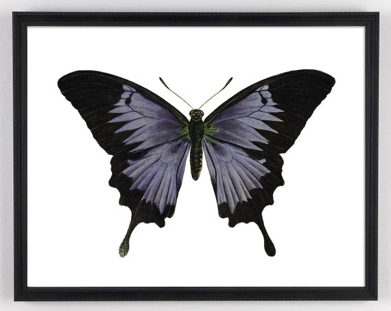 Indigo Butterfly Print, Victorian Butterfly Art, Dark Academia Decor, Goth Butterfly  Painting, Butterfly Wall Decor, Butterfly Wall Art - Etsy