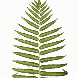 Antique Green Fern Botanical Print, 19th Century Victorian Specimen Art, Cottagecore Home Decor image 2