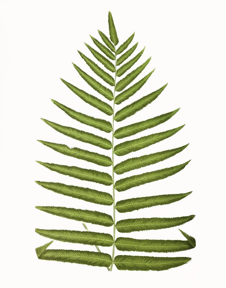 Antique Green Fern Botanical Print, 19th Century Victorian Specimen Art, Cottagecore Home Decor image 2