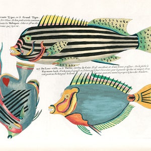 Colorful Bright Art, Tropical Fish Art, Vintage Fish Print, Angler Art, Colorful Fish, Pop Art, Cottage Art, Fish Art, Tropical Art