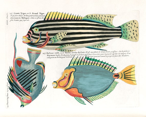 Colorful Bright Art Tropical Fish Art Vintage Fish Print Etsy