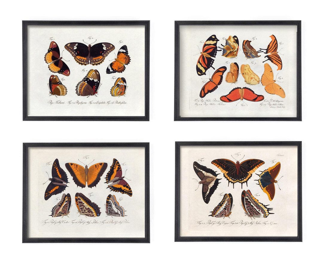 Victorian Butterfly Art Print Set of 4, Victorian Era Natural History ...