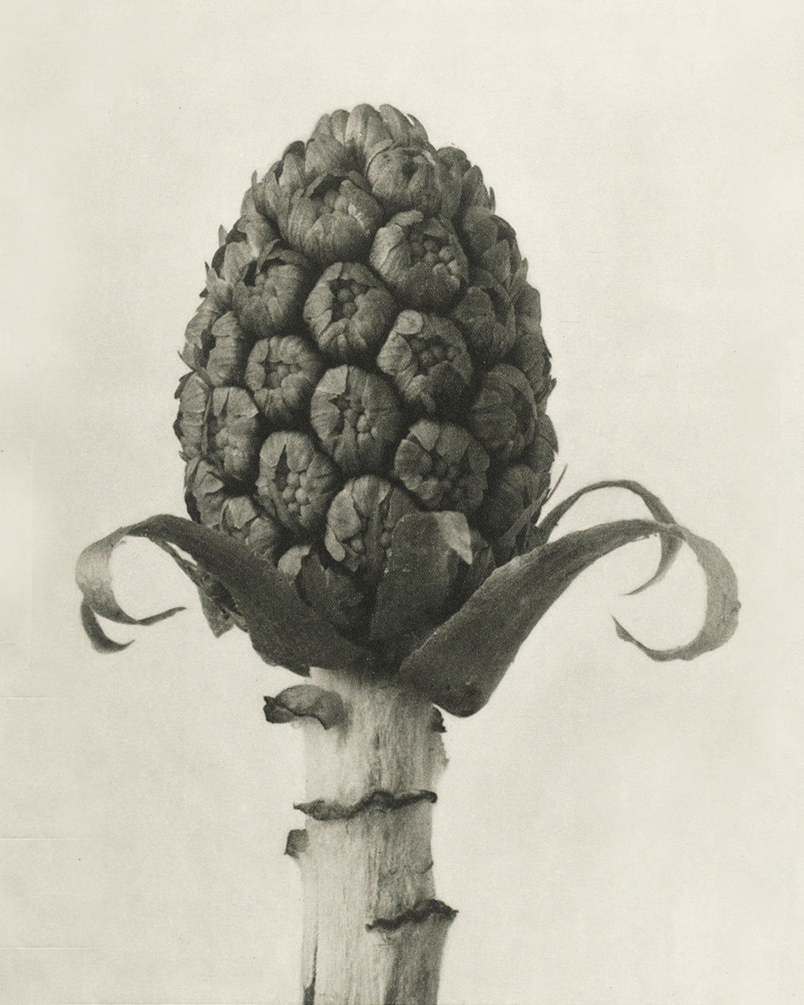 Karl Blossfeldt Botanical Print Minimal Black And White Sepia Plant Art karl-blossfeldt-botanical-print-minimal-black-and-white-sepia-plant-art