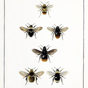 Bee Print, Bee Wall Art, English Cottage Decor, Cottagecore decor, Bumblebee, Vintage entomology, Victorian Insect Art, Farmhouse kitchen image 2