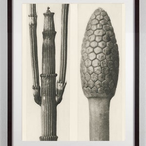 Set of 9 botanical prints by Karl Blossfeldt image 4