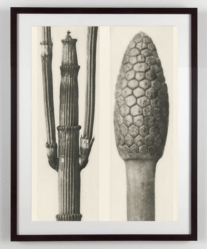 Set of 9 botanical prints by Karl Blossfeldt image 4