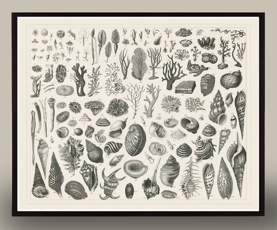 Black and white Sea Shells Antique Print, Horizontal Art Coastal Home Decor Art, Coastal Grandmother Beach House