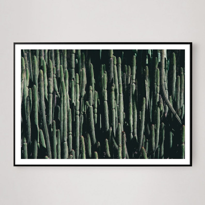Large Modern Cactus Print Photograph for Loft or Modern home decor, Succulent Photograph image 3